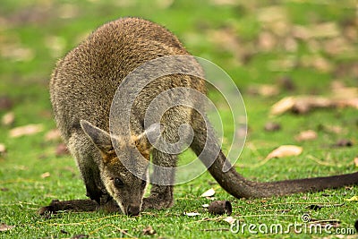 Wallaby Stock Photo