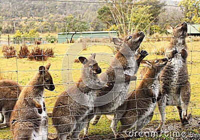 Five Australian Wallabies stand together with different postures Stock Photo