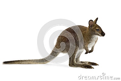 Wallaby Stock Photo