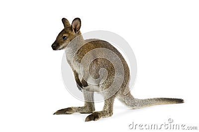 Wallaby Stock Photo