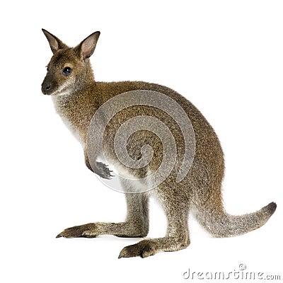 Wallaby Stock Photo