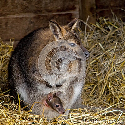 Wallaby Stock Photo