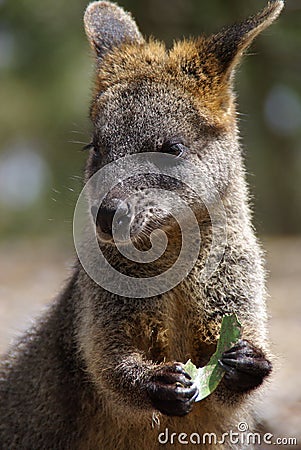 Wallaby Eating Leaf Stock Photo