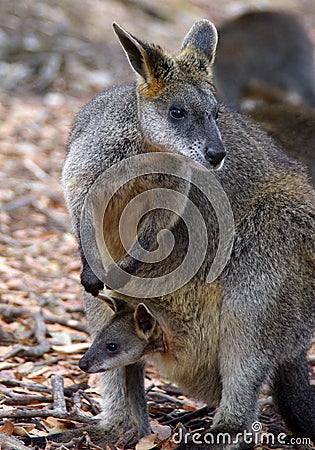 Wallaby with Joey in Pouch Stock Photo