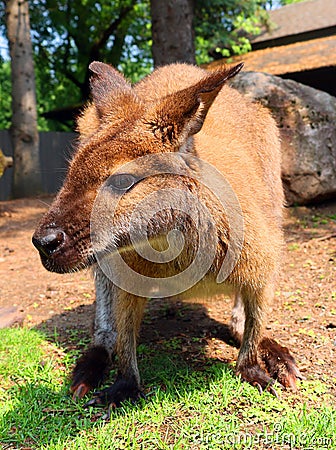 A wallaby is a small or middle-sized macropod Stock Photo