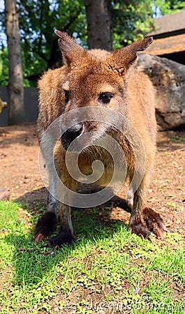 A wallaby is a small or middle-sized macropod Stock Photo
