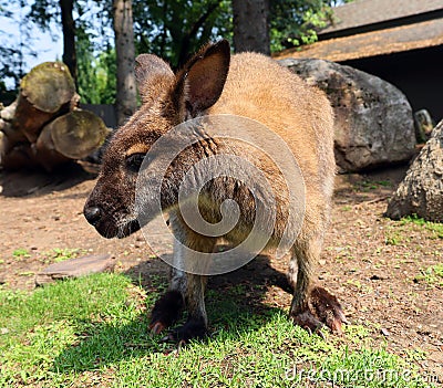 A wallaby is a small or middle-sized macropod Stock Photo