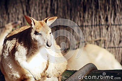 Wallaby @ Taronga Zoo, Sydney Stock Photo