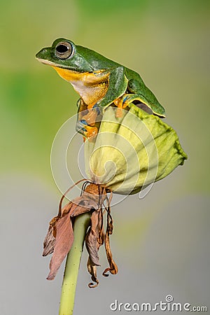 Wallace flying Frog standing on top of lotus flower bud Stock Photo