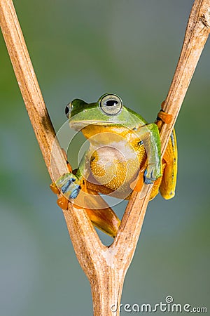 Wallace flying Frog standing at V shape branch Stock Photo