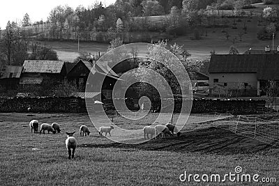 Wallachia landscape..grazing sheeps Stock Photo