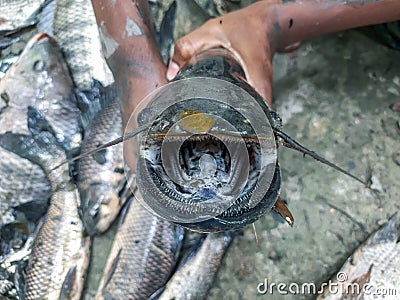 Wallago attu freshwater shark catfish in hand, fish with sharp teeth river monster fish. Big wallago attu fish in hand. Stock Photo