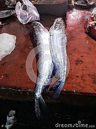 Wallago Attu one type of fish.Non veg food Stock Photo