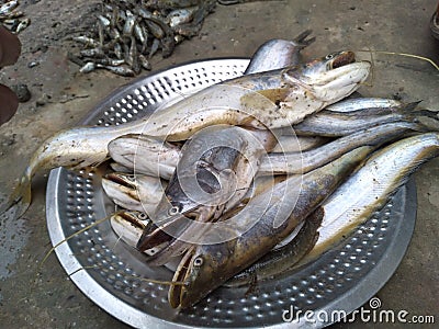 Wallago attu South Asian Boal fishes placed on a steel plate. Stock Photo