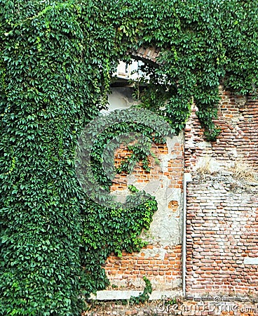 A walled-up window in a red-brick wall covered by a lush growth of dark green ivy Stock Photo