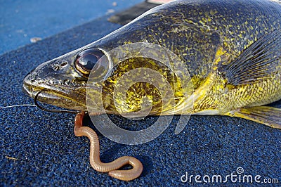 Walleye Fish Fishing Caught with Worm and Hook Stock Photo