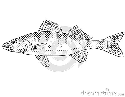Walleye or Sander vitreus Stizostedion vitreum yellow pike or yellow pickerel Freshwater Fish Cartoon Drawing Stock Photo
