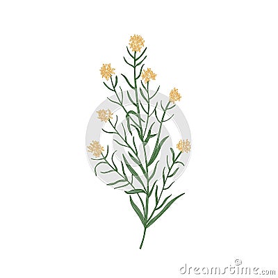 Wallflower isolated on white background. Realistic botanical drawing of beautiful tender flower, flowering herb or Vector Illustration