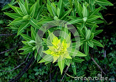 Wallich Spurge, Himalayan spurge, Euphorbia wallichii Stock Photo