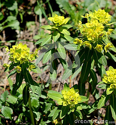 Wallich Spurge, Himalayan spurge, Euphorbia wallichii Stock Photo