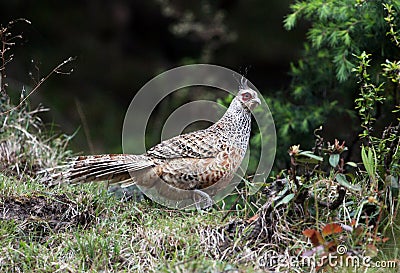 Wallichs Fazant, Cheer Pheasant, Catreus wallichii Stock Photo