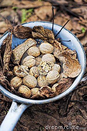 Wallnuts in collander Stock Photo