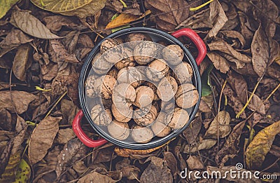 Wallnuts in a red metal bowl Stock Photo