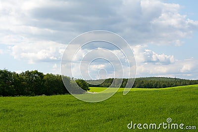 Wallpaper green herb and sky Stock Photo