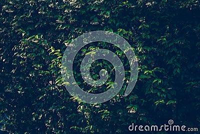 Wallpaper leaves in nature in the forest of humid summer Closeup of large philodendron leaf freshly wet after a rain, with soft Stock Photo