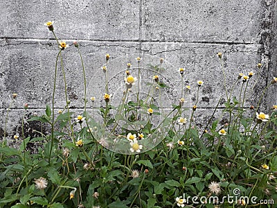 Wallpaper flower Stock Photo