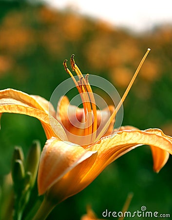 Lily flower wallpaper Stock Photo