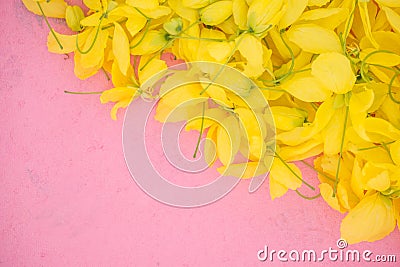 Wallpeper close up nature Yellow flower on pink background Stock Photo
