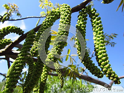 Walnut blossom on branch. Male flowers of Juglans regia in spring. Close-up Stock Photo