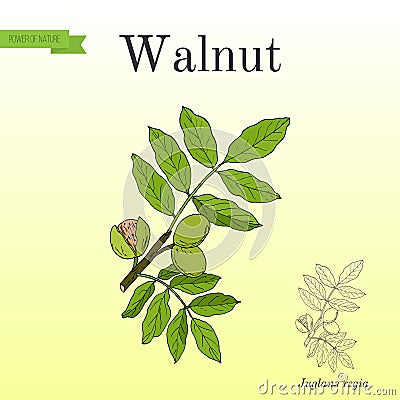 Walnut branch Juglans regia Vector Illustration