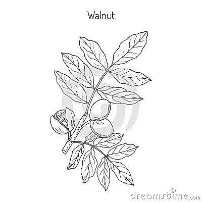 Walnut branch Juglans regia Vector Illustration