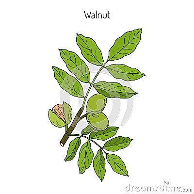 Walnut branch Juglans regia Vector Illustration