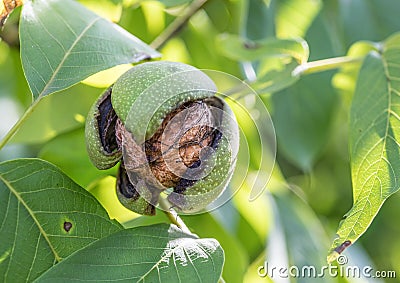 Walnut on the branch of the walnut tree falls out of the shell Stock Photo