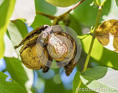 Walnut on the branch of the walnut tree falls out of the shell Stock Photo