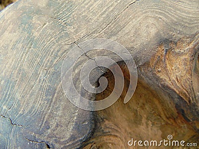 Walnut Burl Wood Texture Stock Photo