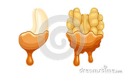 Walnut and Cashew with Dripping Chocolate or Caramel Melting Liquid Vector Set Vector Illustration