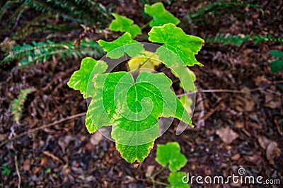 Walnut Creek Closeup of green leaves Stock Photo