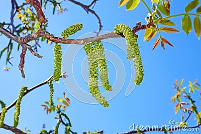 Walnut flowering Stock Photo