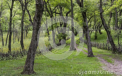 Walnut Forest Arslanbob Kyrgyzstan Stock Photo