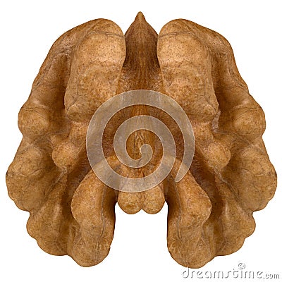 Walnut isolated on the white background. Stock Photo