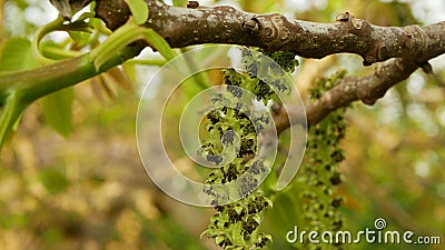 Walnut Juglans regia catkins flowers tree close-up macro detail blossom male spring green plant leaves leaf in garden Stock Photo