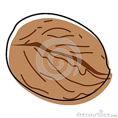 Walnut, Juglans regia, delicious, organic Vector Illustration