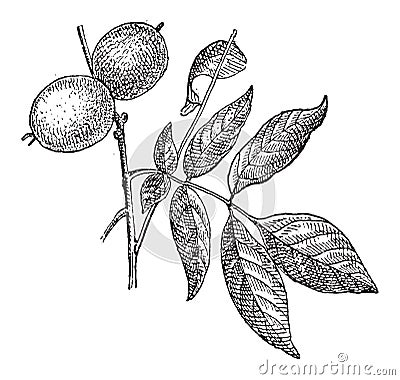 Walnut or Juglans regia, vintage engraving Vector Illustration