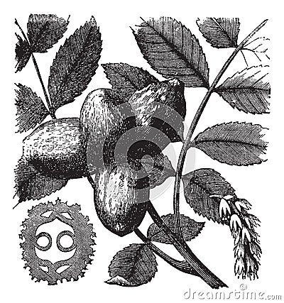 Walnut or Juglans sp., vintage engraved illustration Vector Illustration