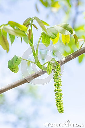 Walnut male flower Stock Photo