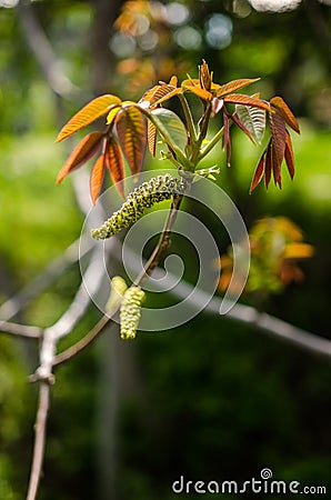 Walnut male flower Stock Photo